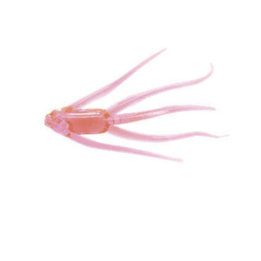 Clam Maki