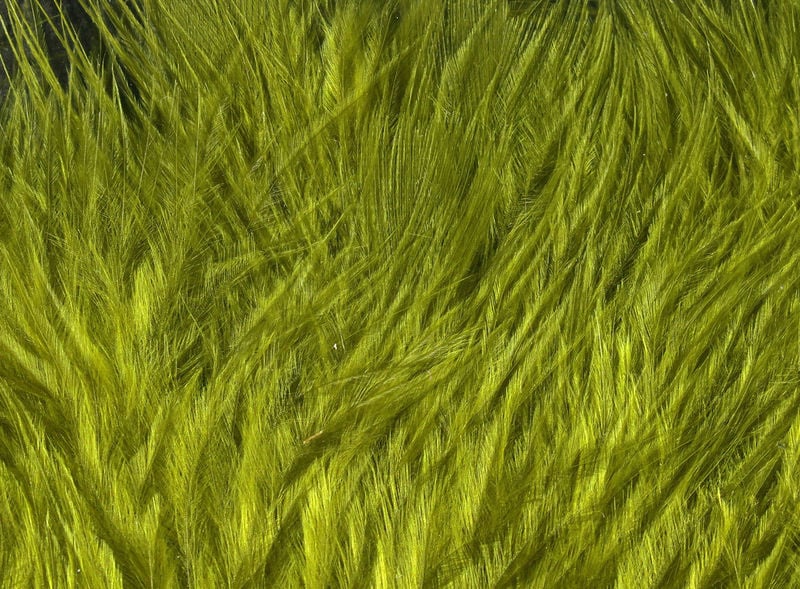 Wapsi Marabou Wooly Bugger