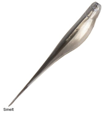 Z-Man Streakz Soft Jerkbaits